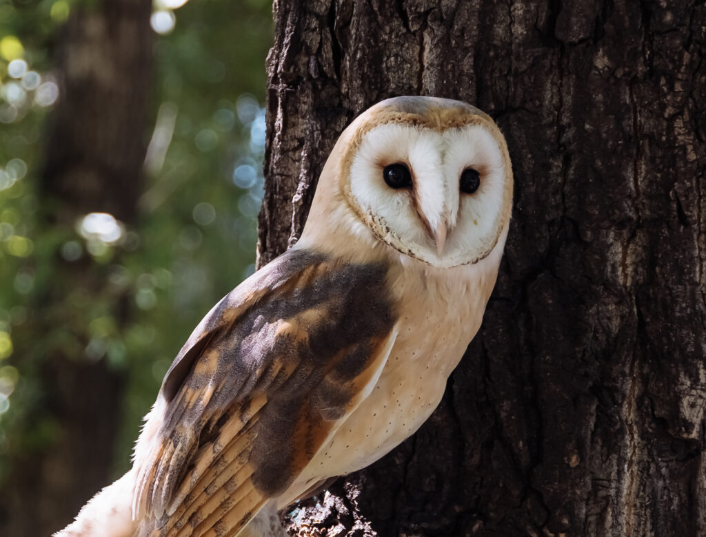 Barn Owl.
