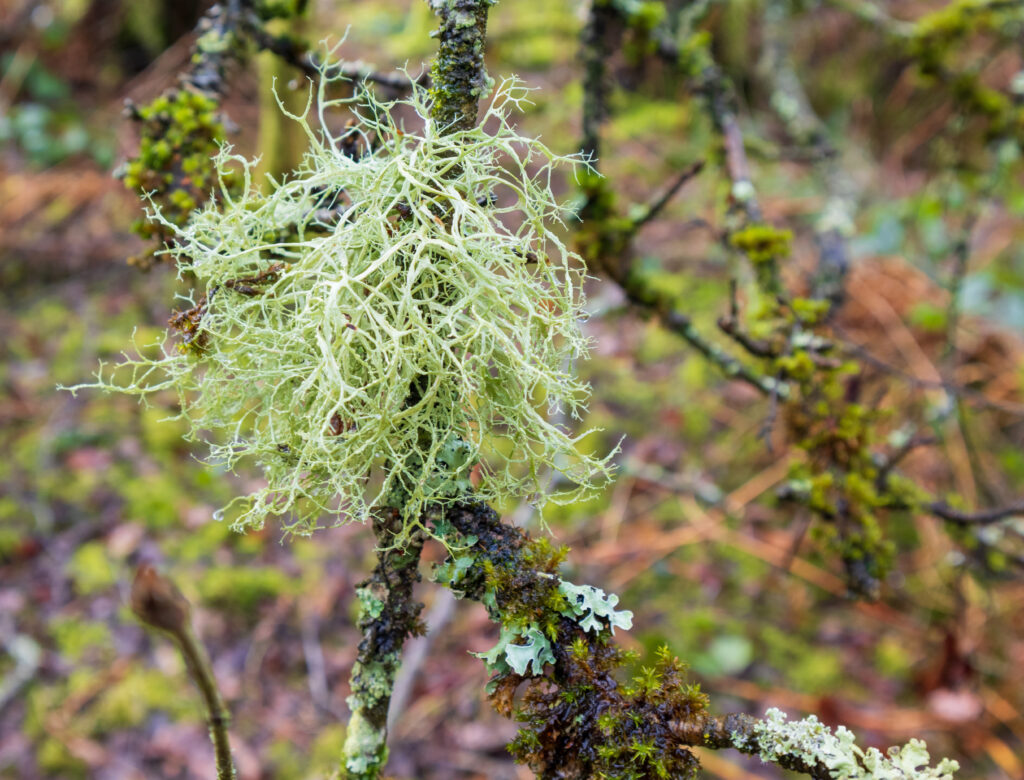 Usnea subfloridana lichen.