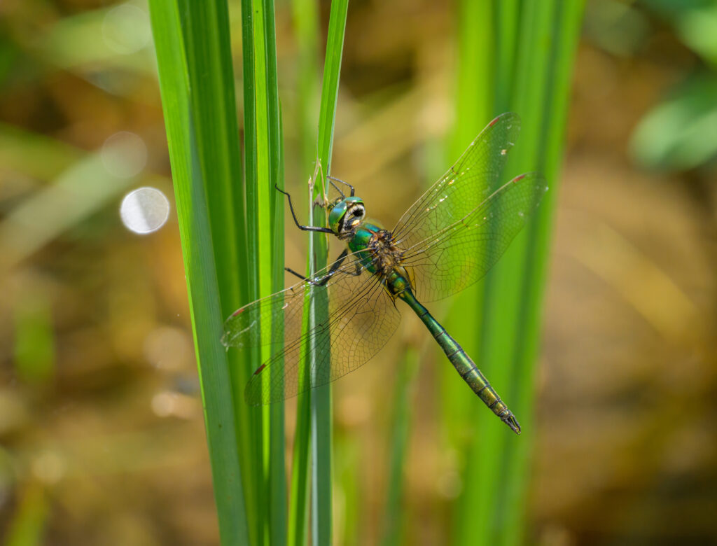 Brilliant Emerald Dragonfly.