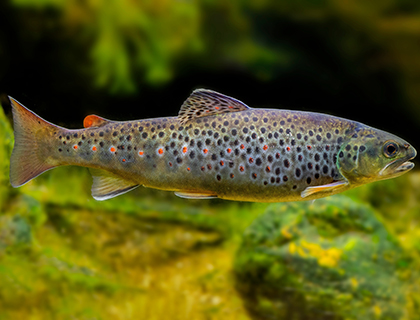 Small Wild Brown Trout.