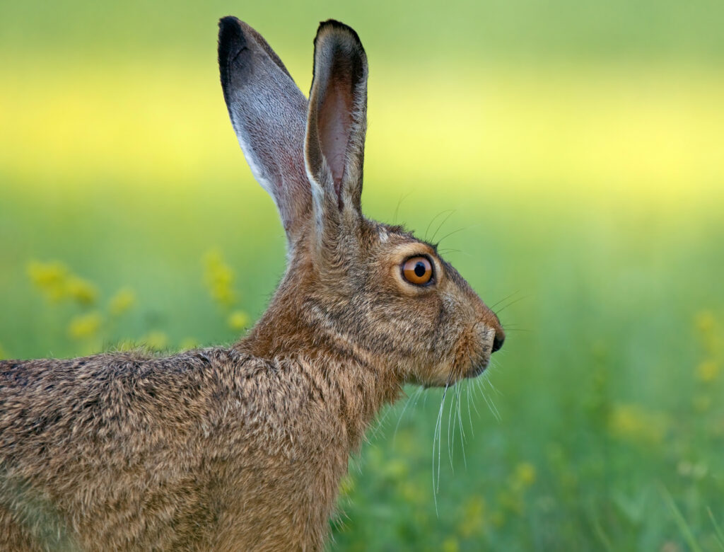 Brown hare.