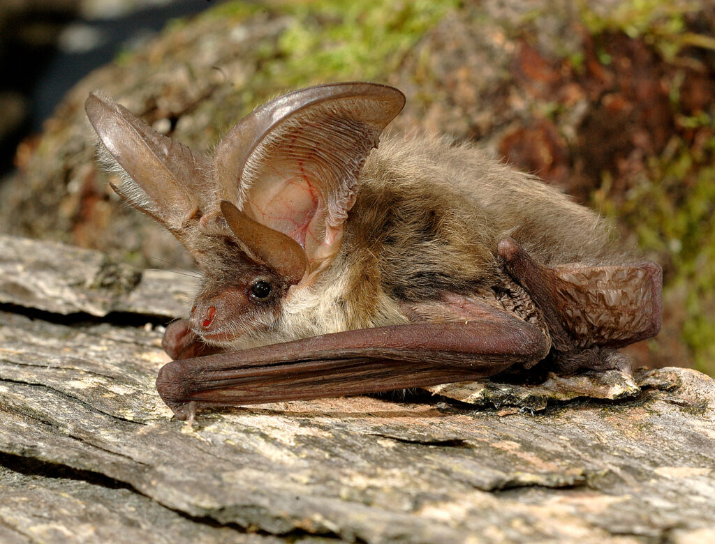 Brown long-eared bat.