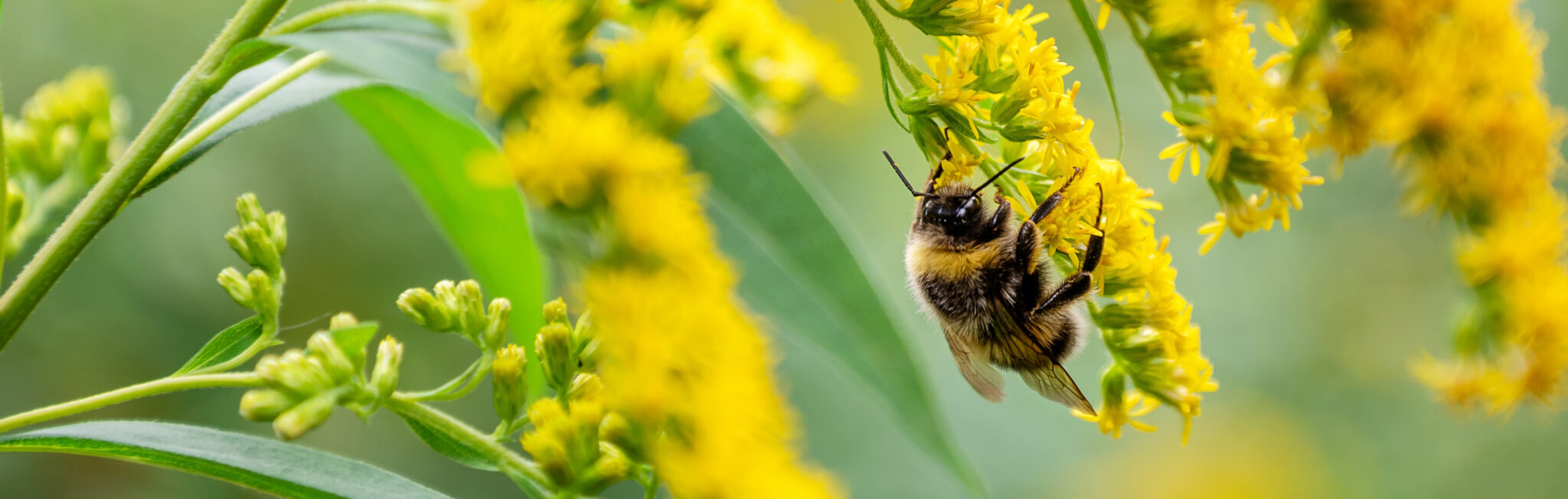 Bumble Bee on Yellow Goldenrod.