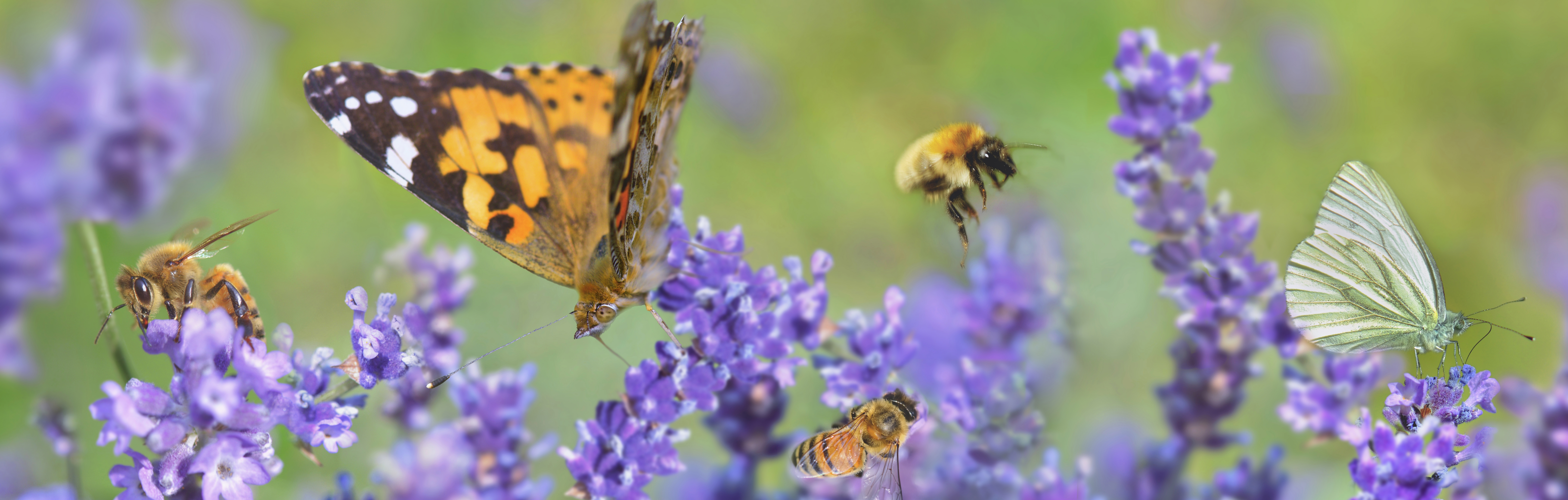 Butterflies and Bees on Lavender.