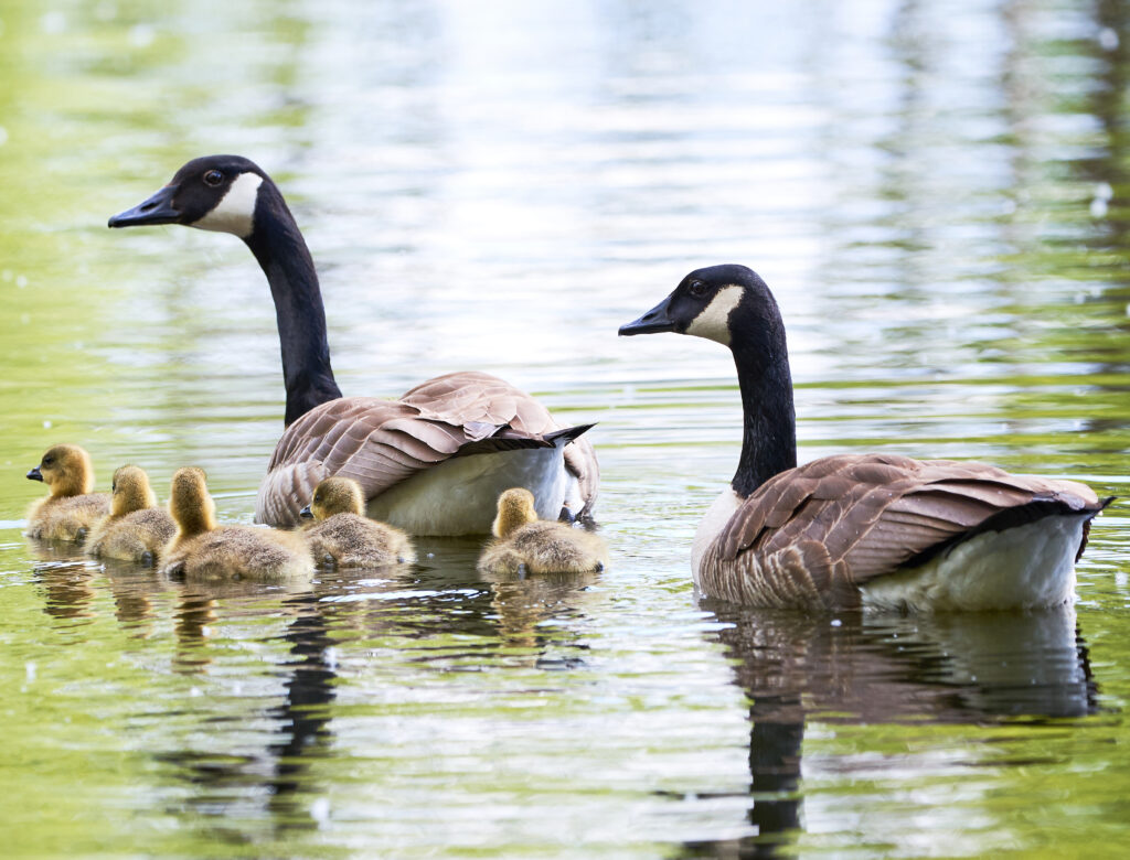 Canadian Geese with Chicks.