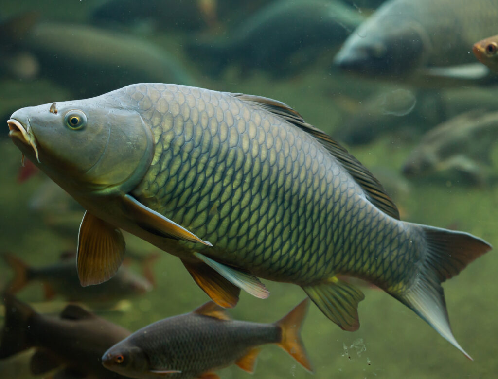 Common carp fish.