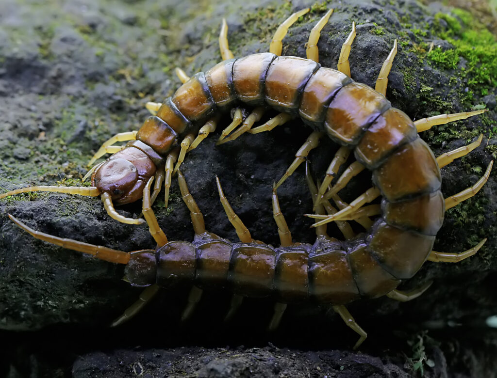 Centipede.