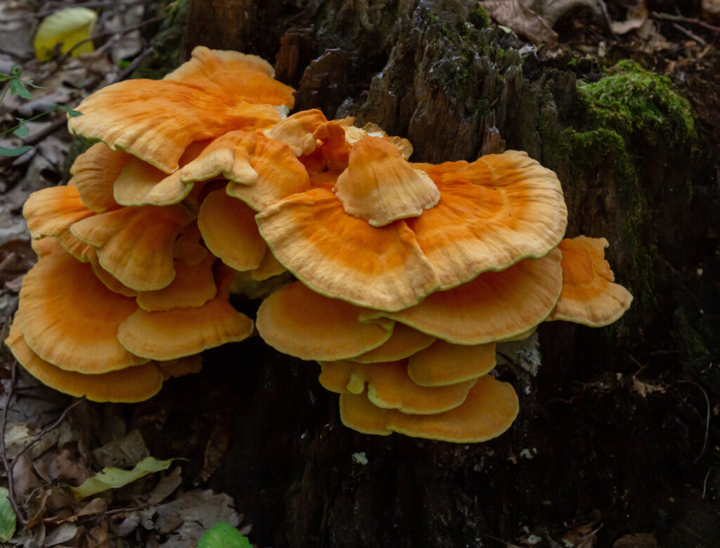Chicken of the woods fungi.