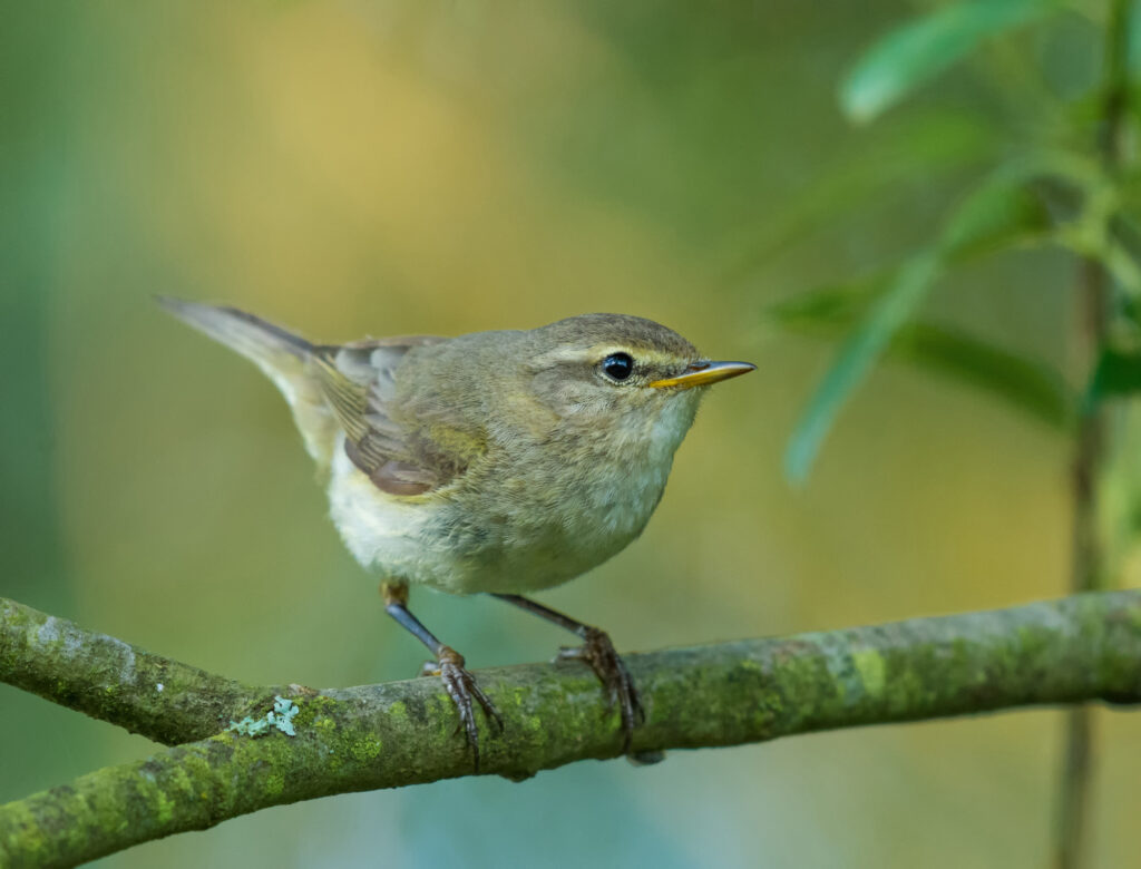 Chiffchaff.