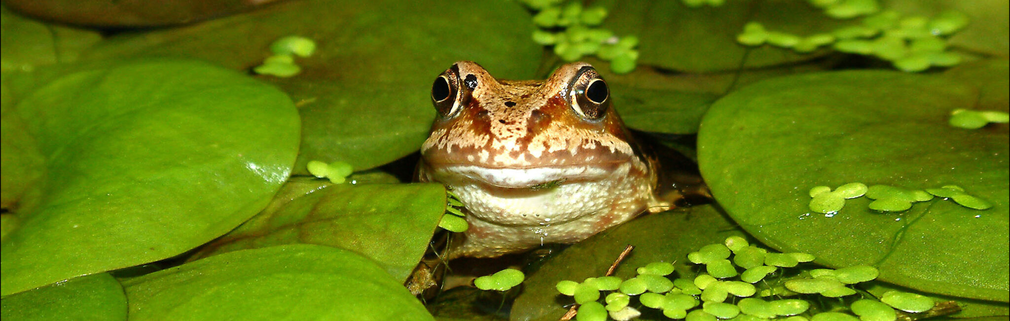 Close up of a partially submerged Common Frog.