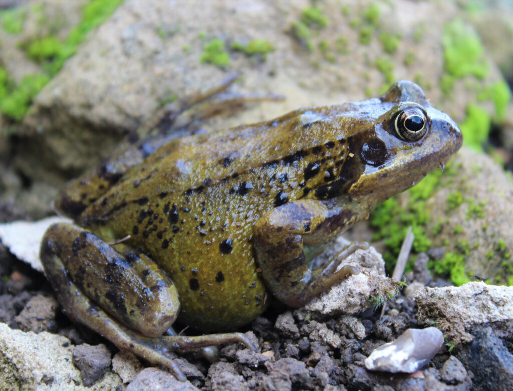 Common frog.