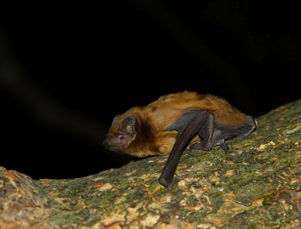 Noctule bat.