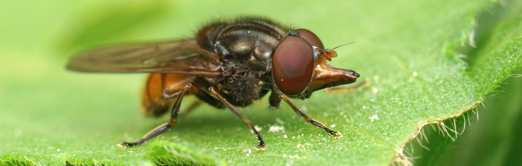 Common snout fly.