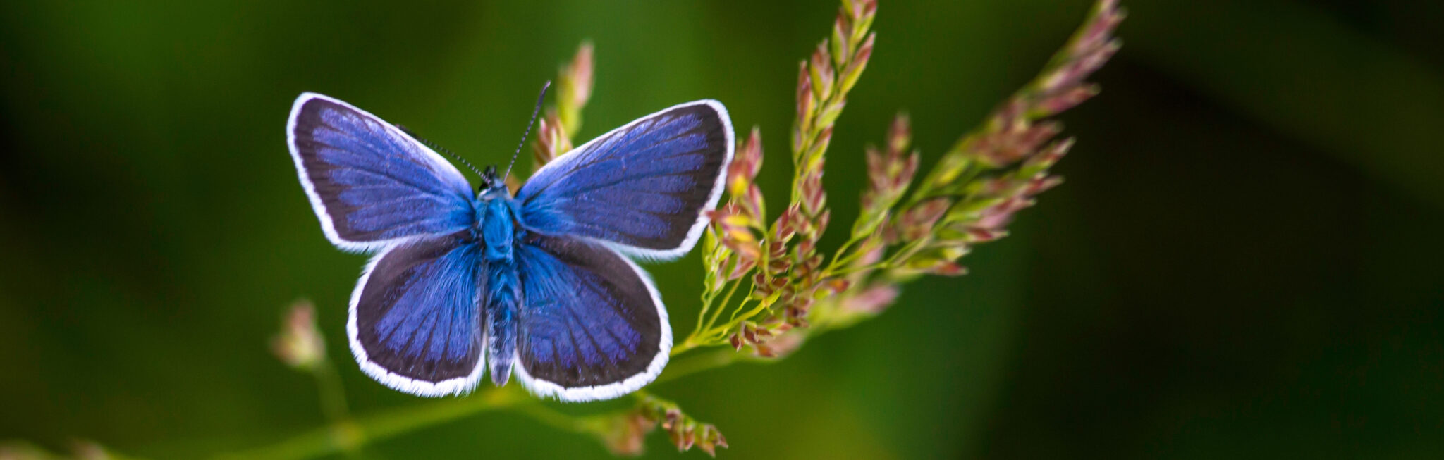 Common Blue butterfly.