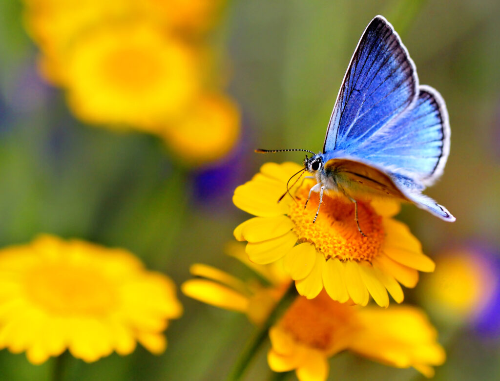 Common Blue butterfly.
