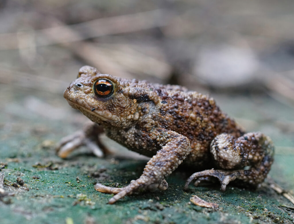 Common toad.