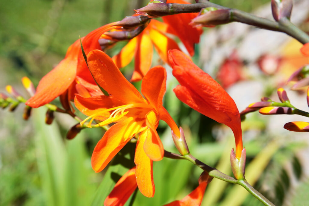 A close up of orange flowers with a yellow throat.
