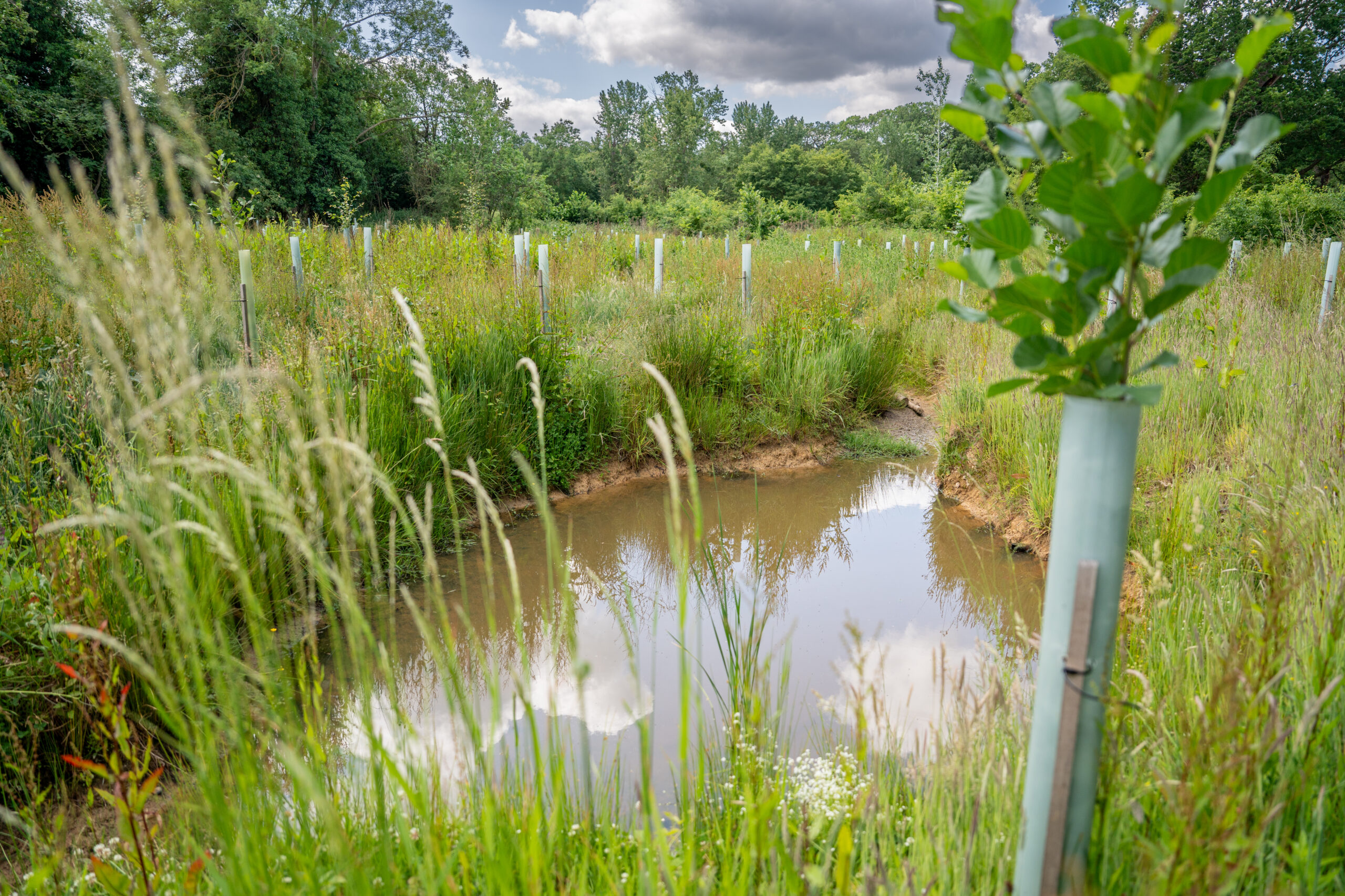 Green wetland area surrounded by newly planted trees.