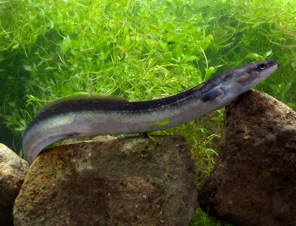 Eel fish.