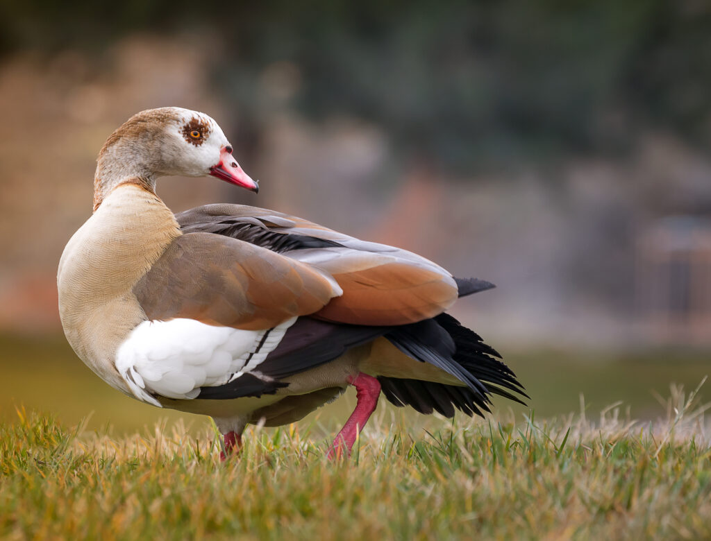 Egyptian Goose.