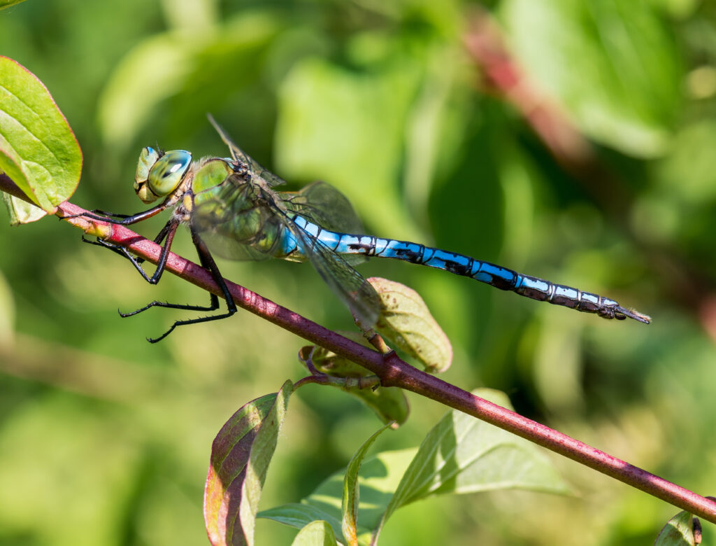 Emperor Dragonfly.