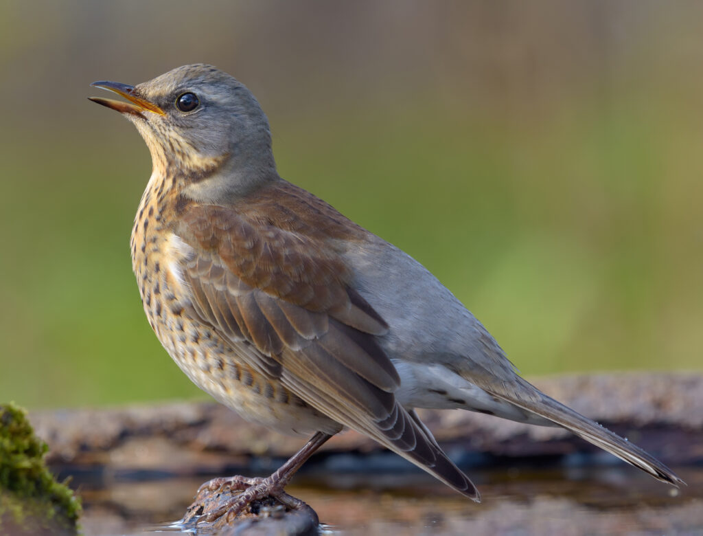 Fieldfare.