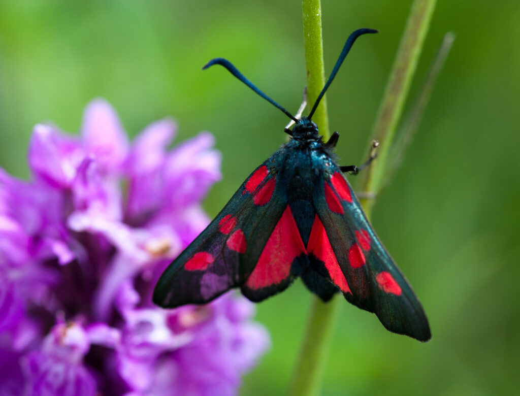 Five spot Burnet Moth. 420 x 320
