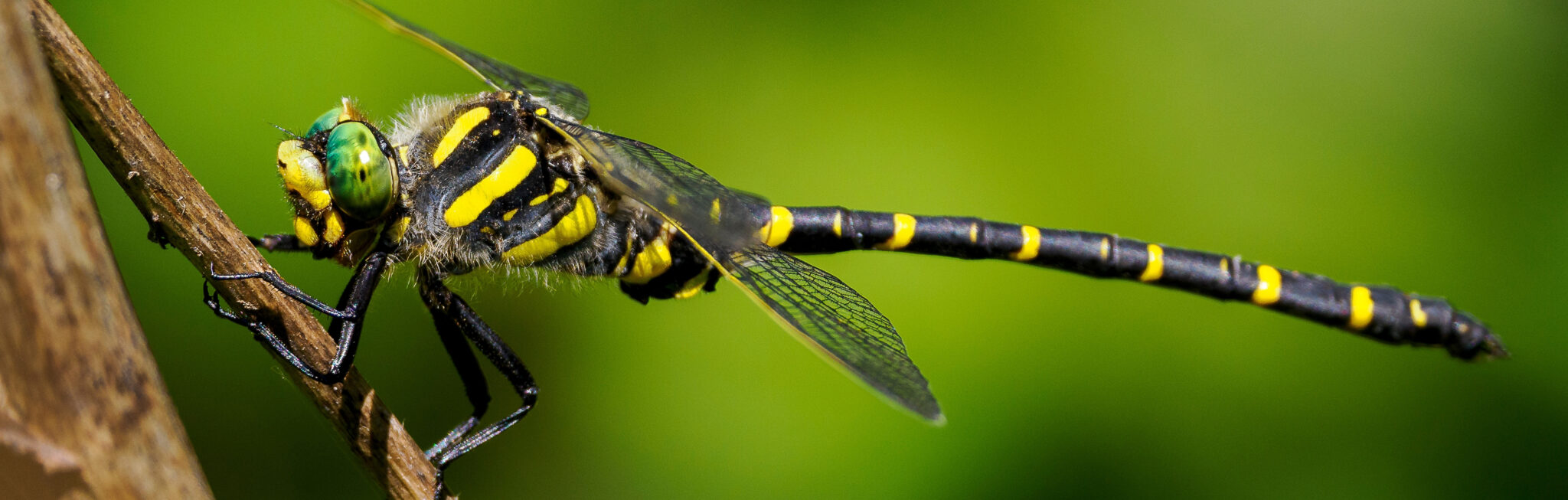 Golden-ringed Dragonfly.