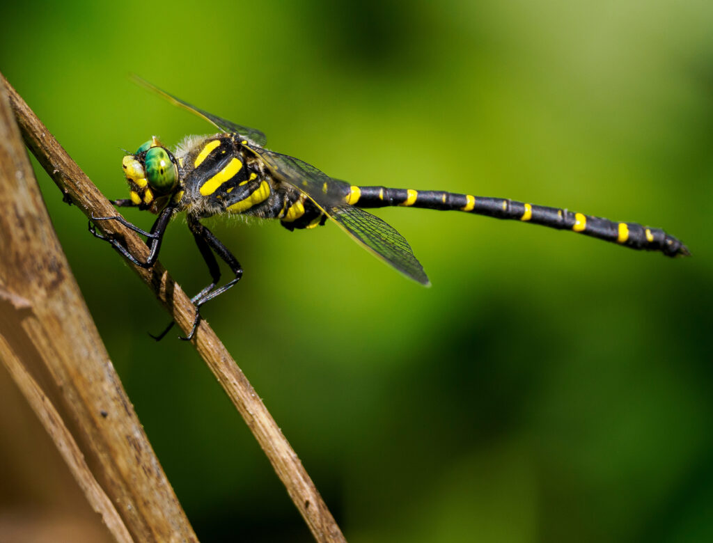 Golden-ringed Dragonfly.