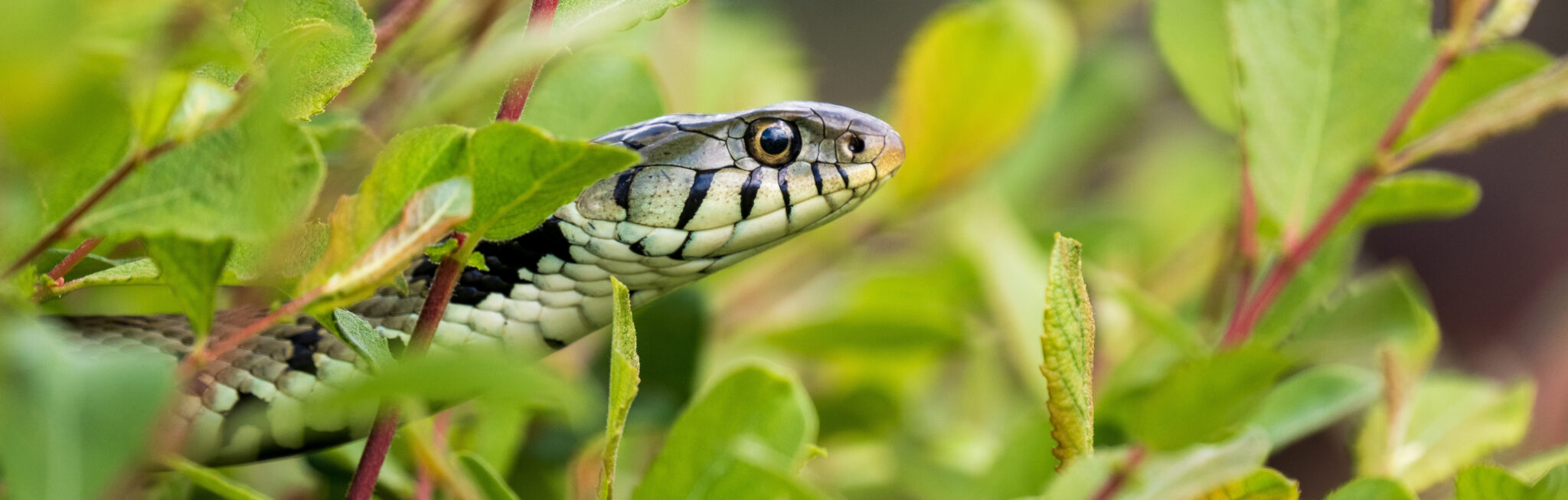 Head of a grass snake amongst green foliage.