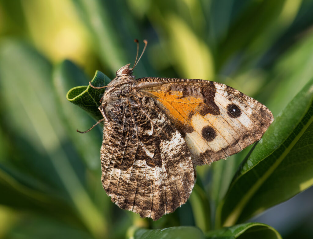 Grayling butterfly.