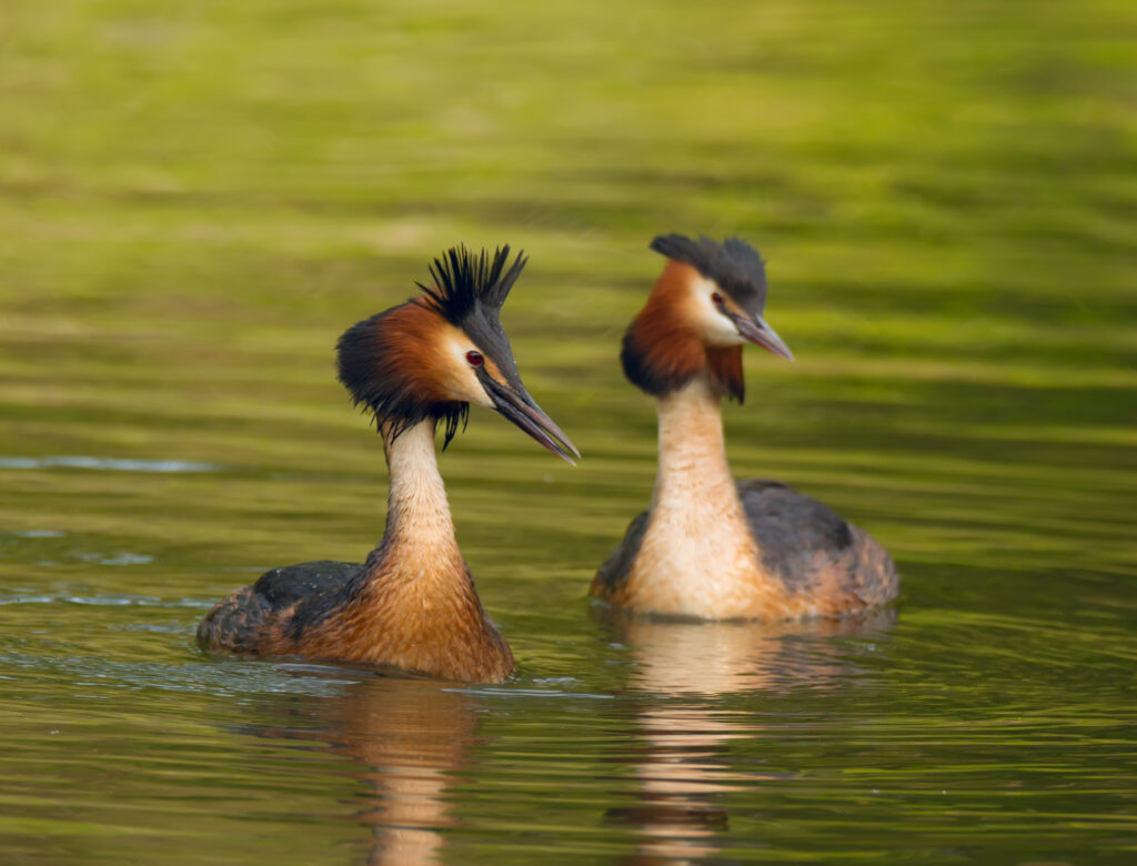 Pair of Great Crested Grebe.