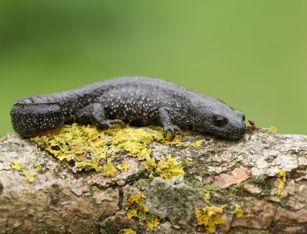 Great crested newt.