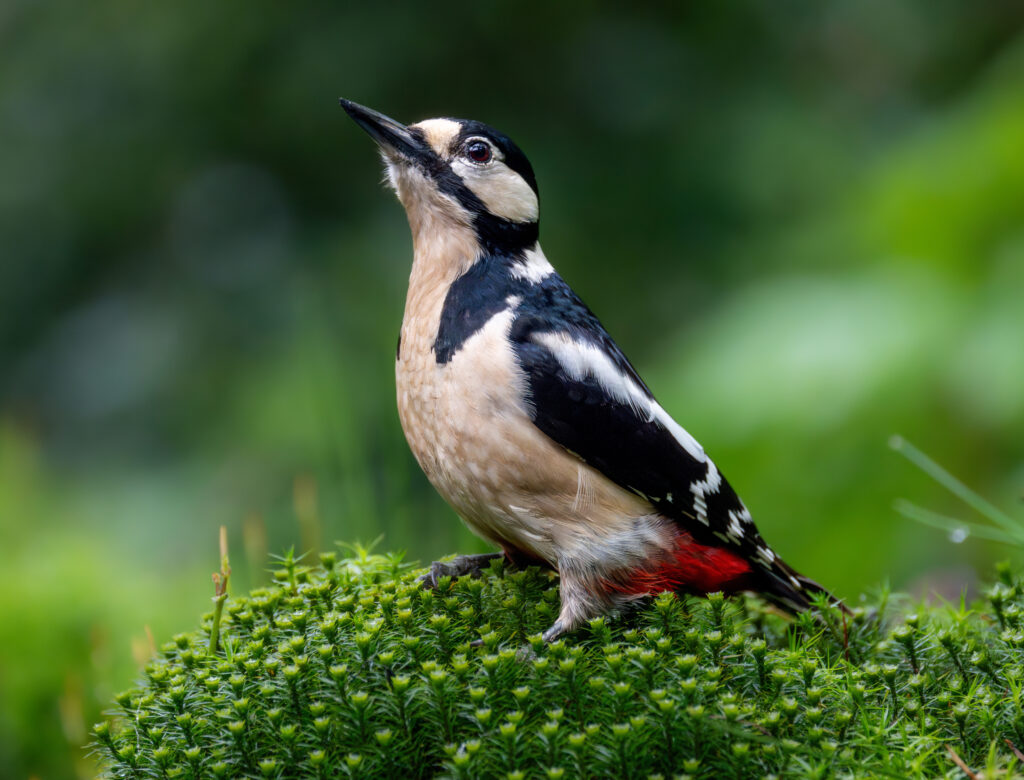 Great Spotted Woodpecker.