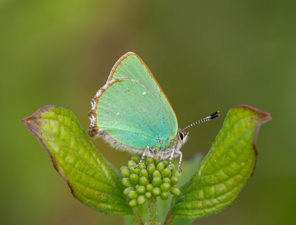 Green Hairstreak butterfly.