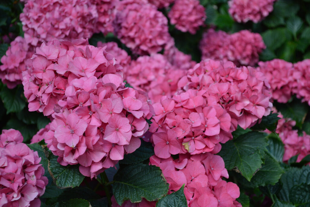 Deep crimson hydrangea petals.