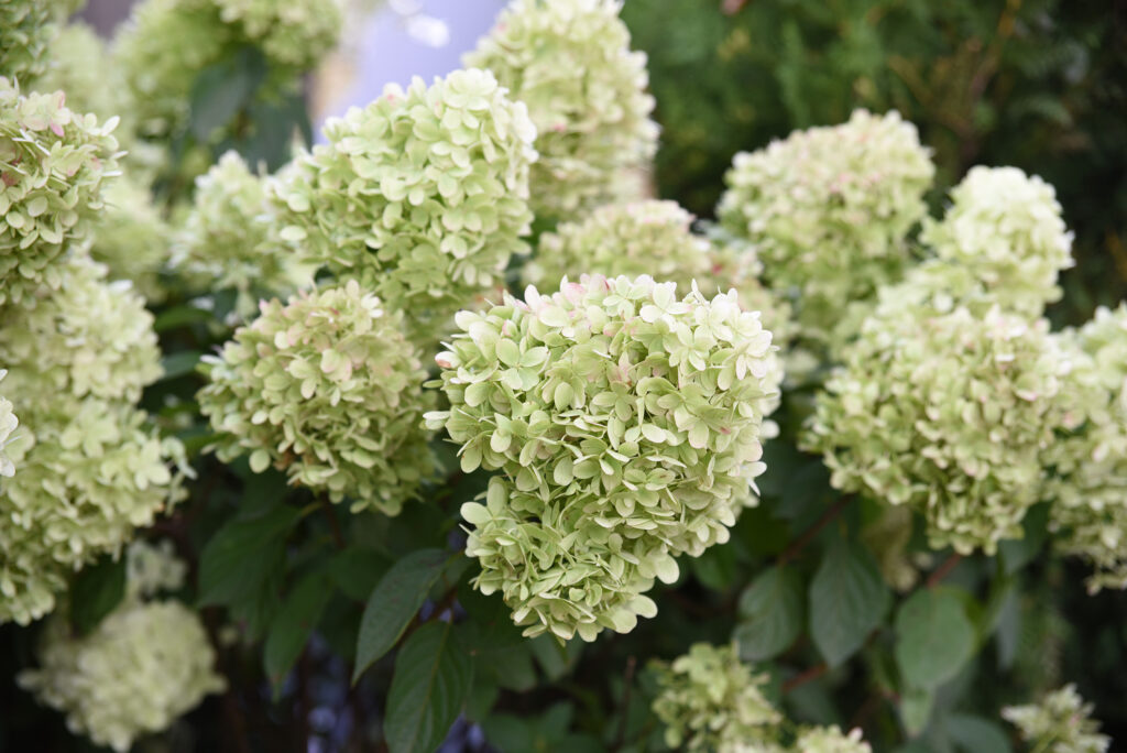 Cones of pale green hydrangea florets.