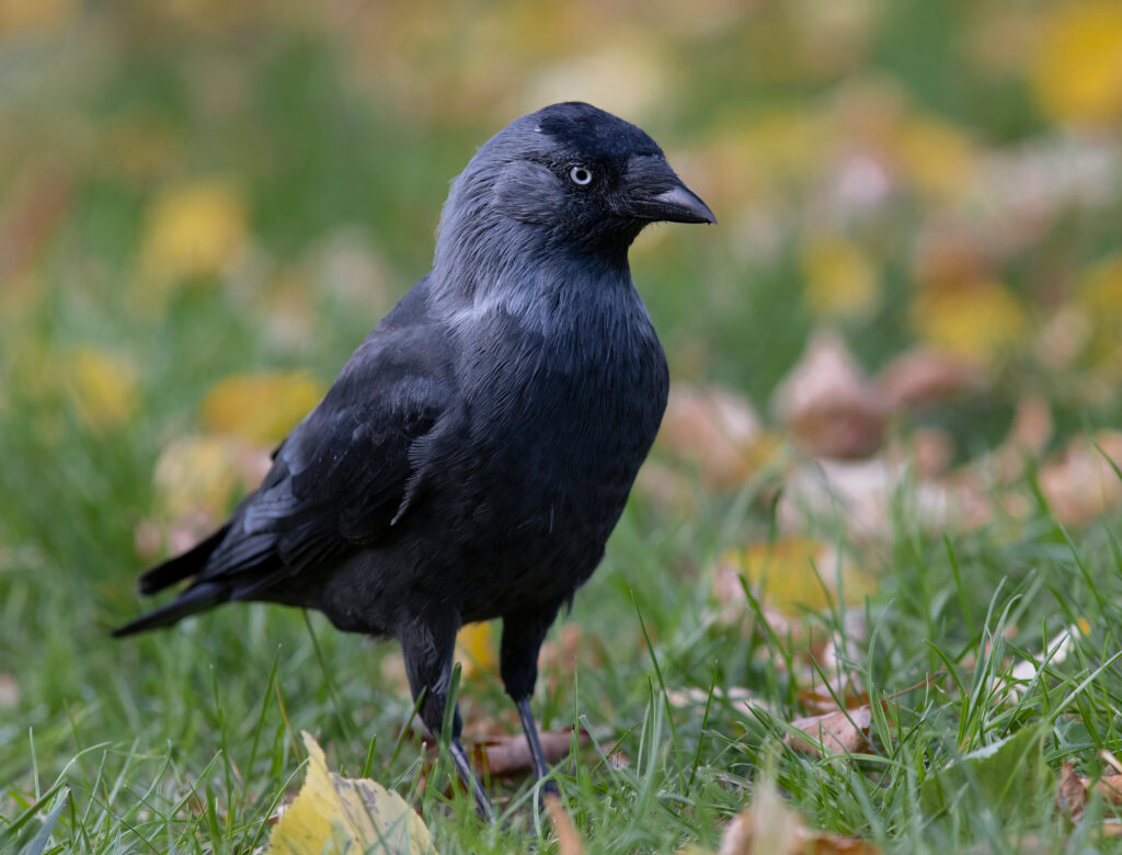 Jackdaw.