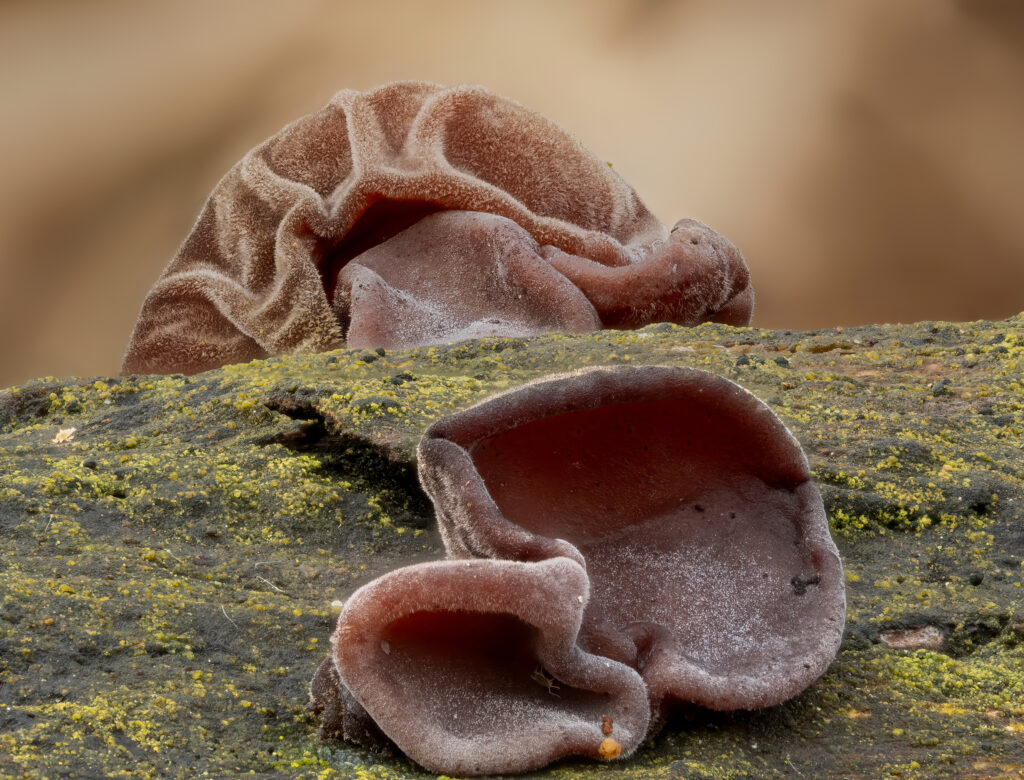 Jelly ear fungi.