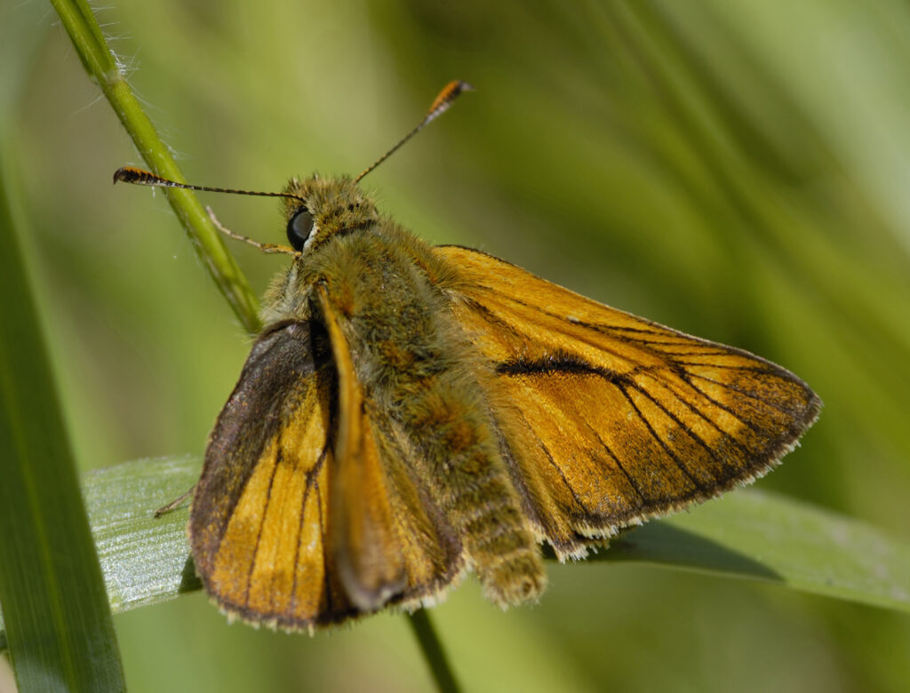 Large Skipper butterfly.