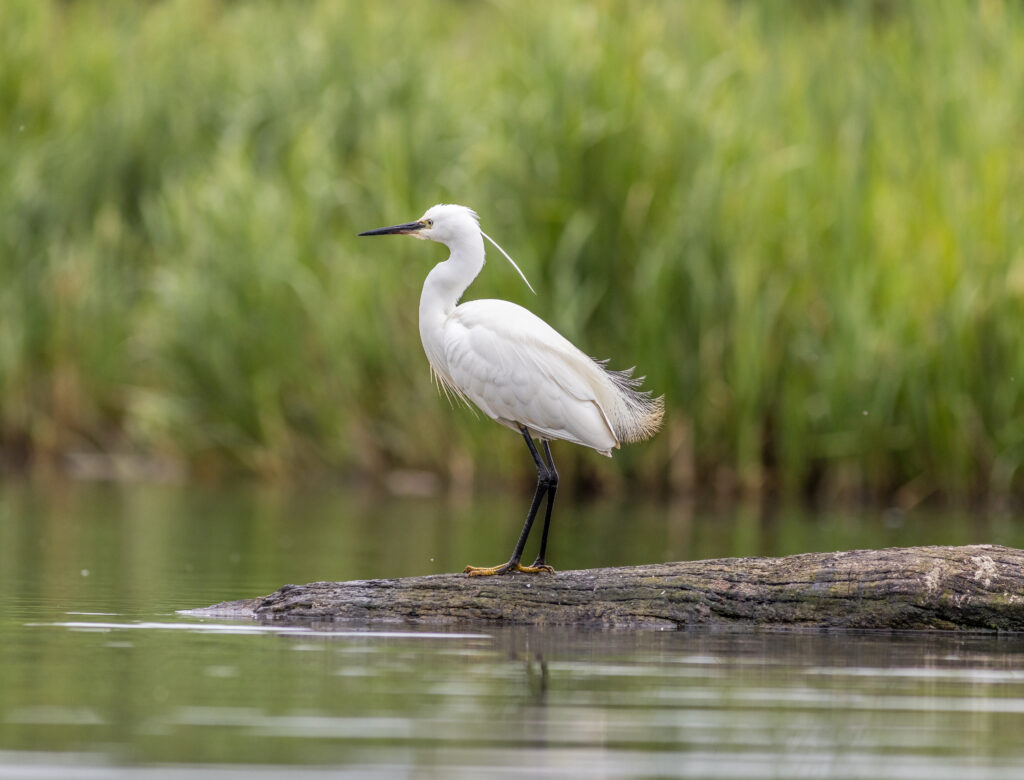 Little Egret.