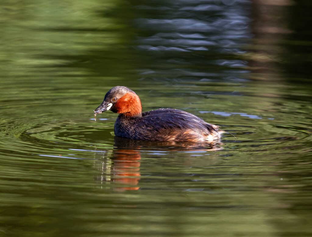 Little Grebe.