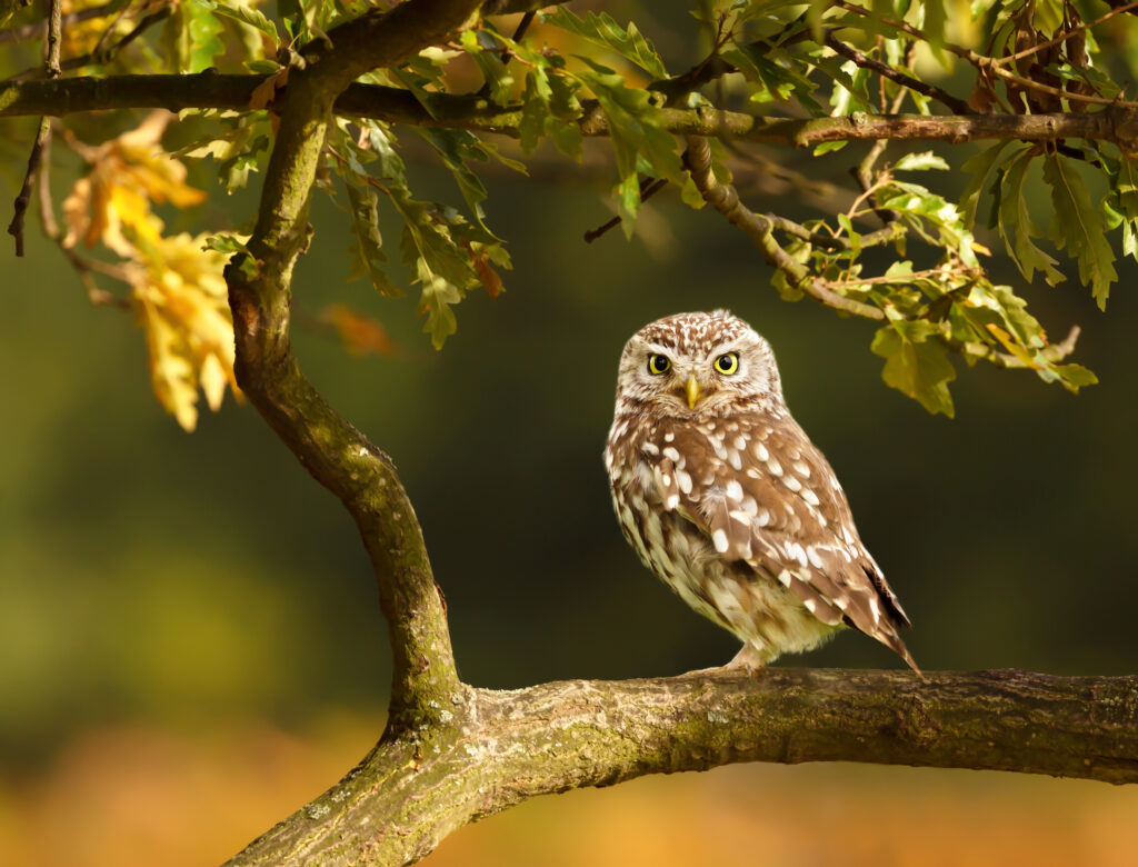 Little Owl.