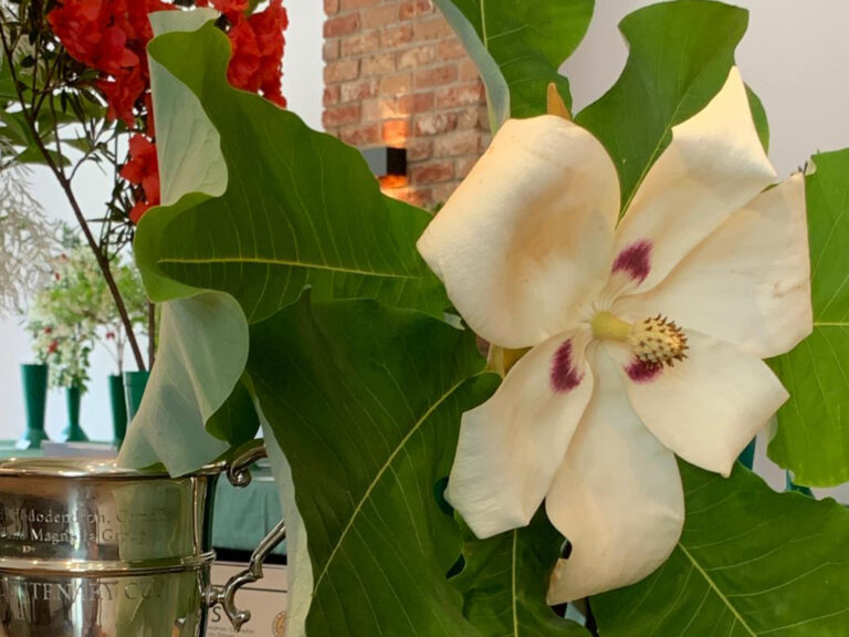A cutting of a magnolia with large leaves and one large creamy-white flower.