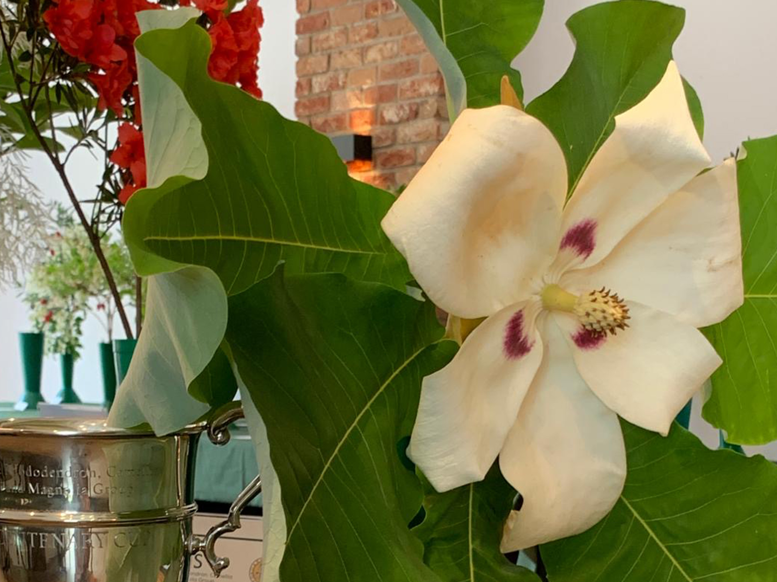 A cutting of a magnolia with large leaves and one large creamy-white flower.