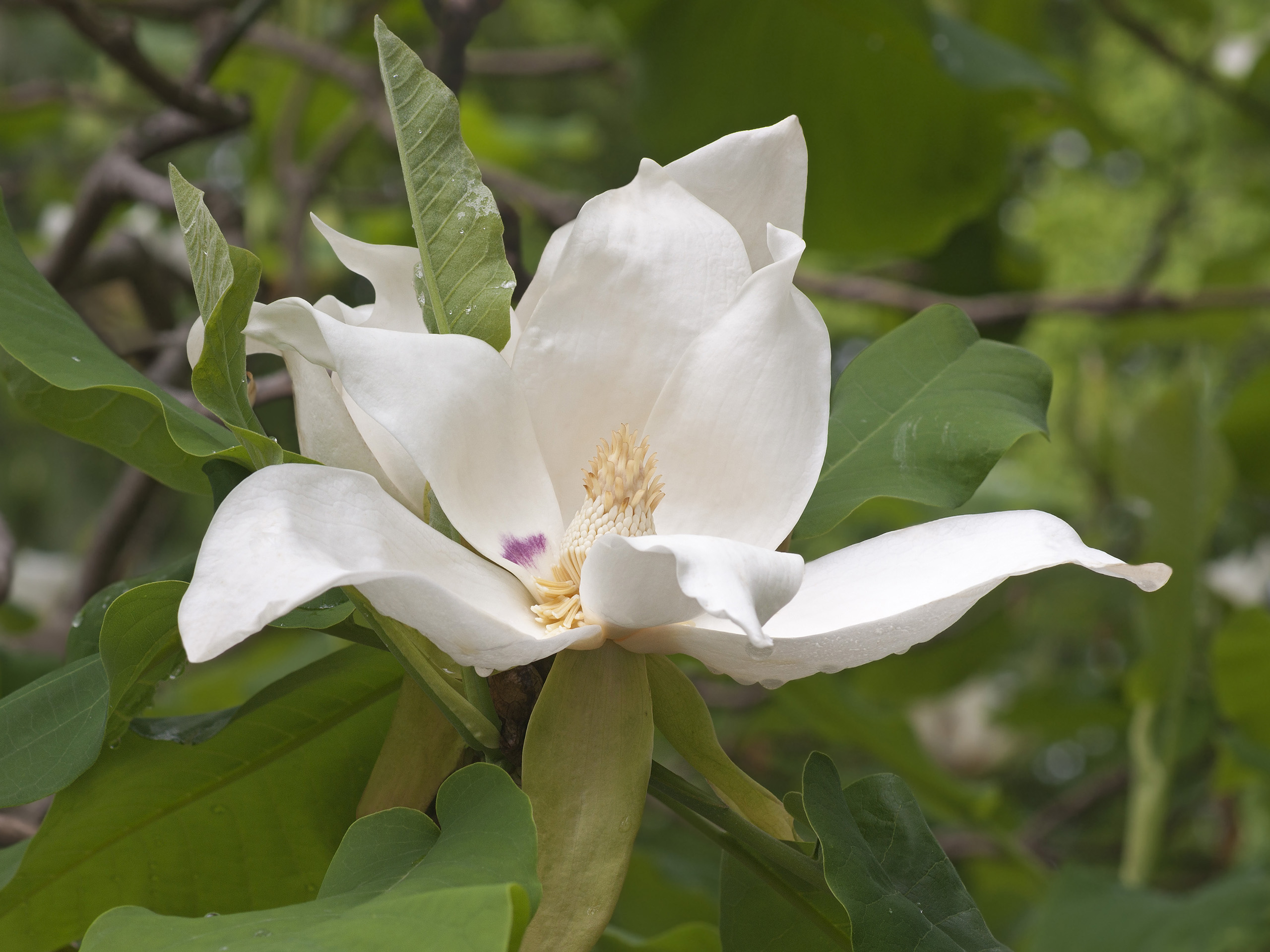 A large creamy-white magnolia flower.