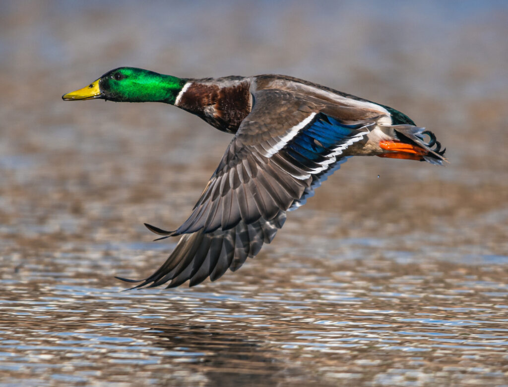 Mallard Duck.