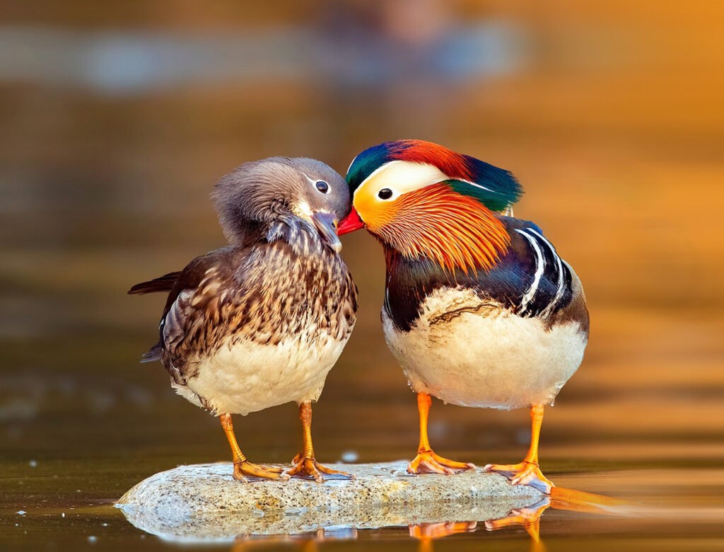 A pair of Mandarin Ducks.