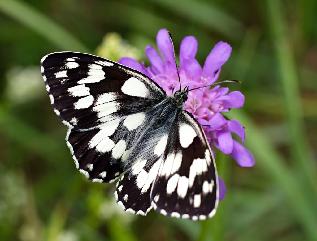 Marbled White butterfly.