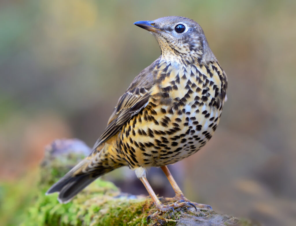 Mistle Thrush.